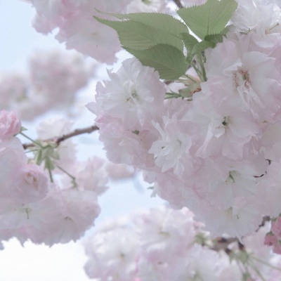 Furry绘画光影灵感福瑞群